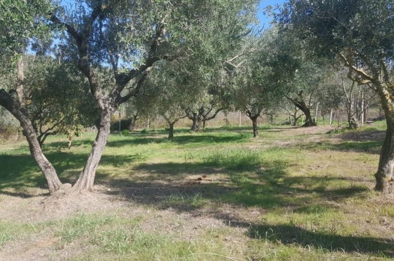 KKTU u hap rrugë ndërtimeve edhe në pemëtore e ullishte pa pemë